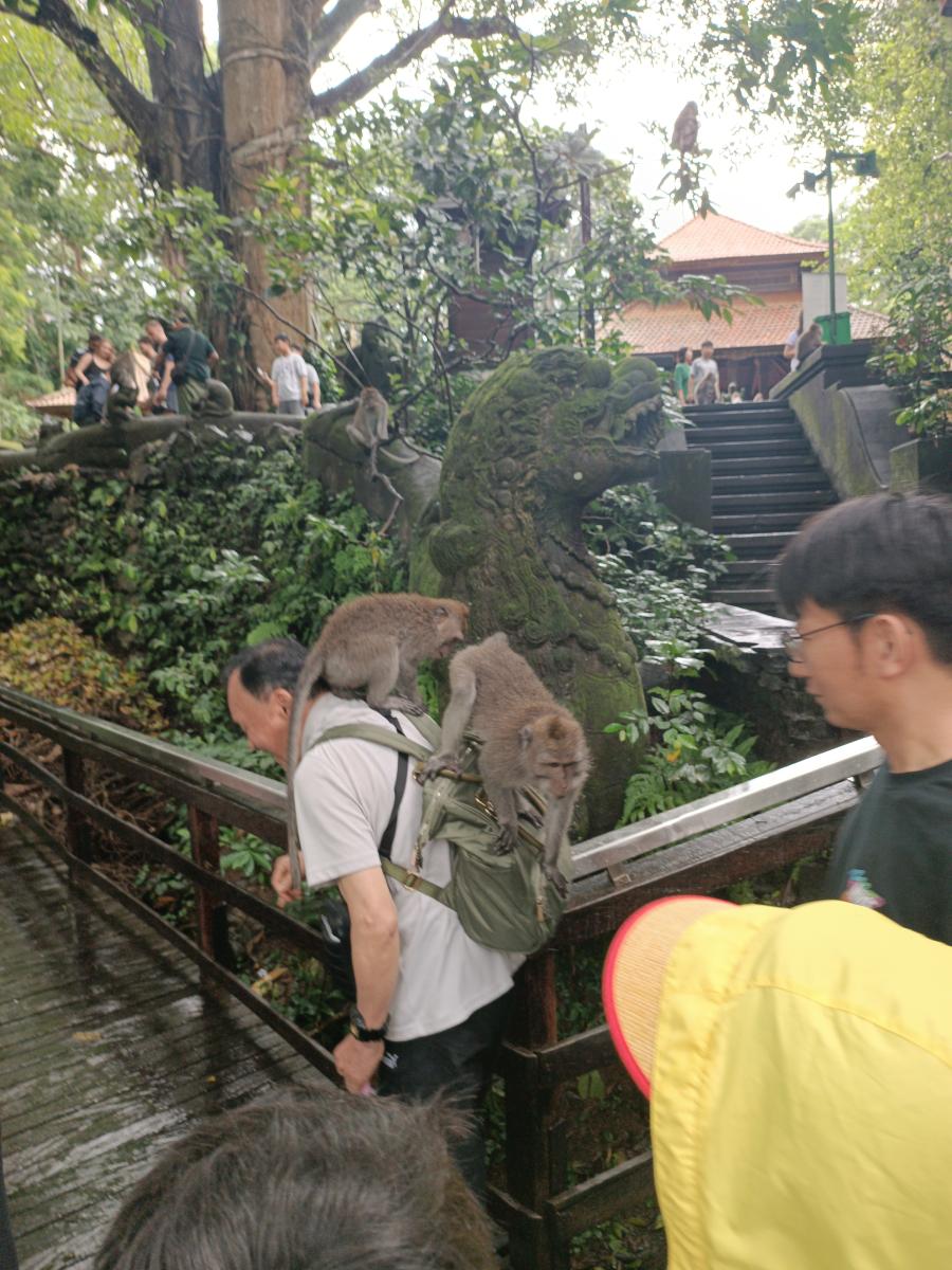 Private vs Shared Tours in Bali: Which Is Right for You?